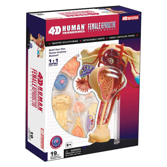 4D Female Reproductive System