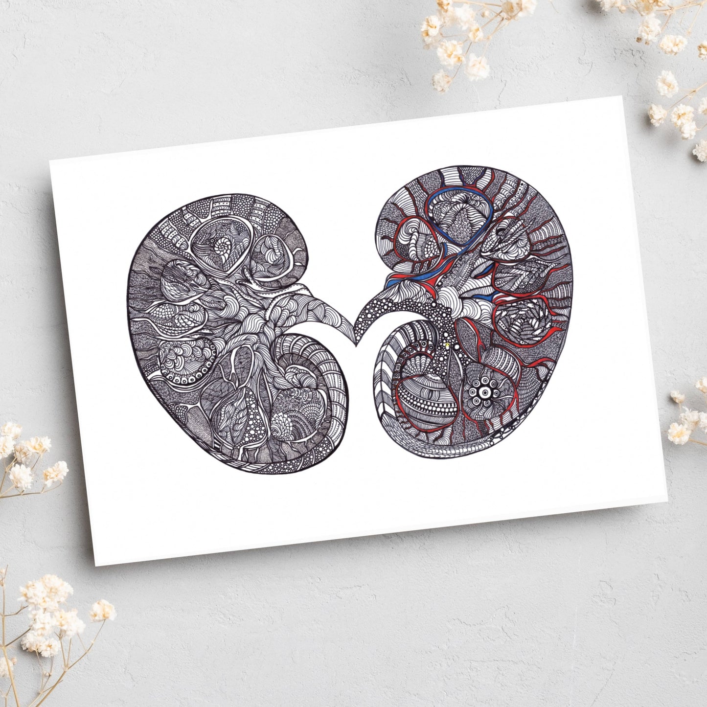 Kidney - Simple Anatomy (#8012)