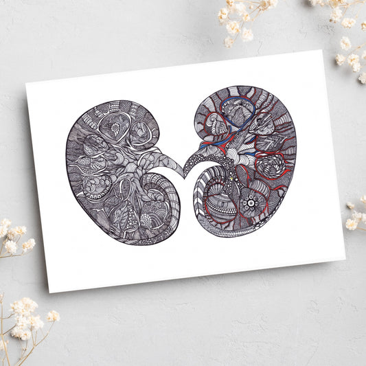 Kidney - Simple Anatomy (#8012)