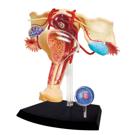 4D Female Reproductive System