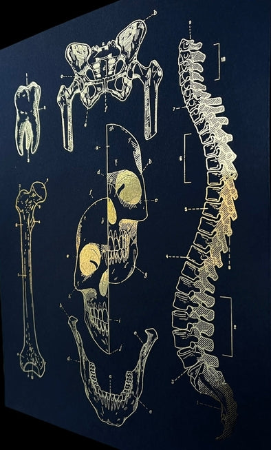 Anatomy prints