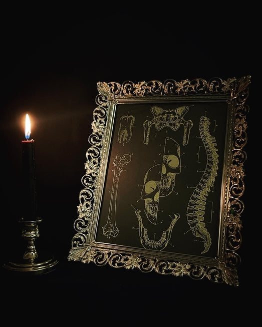 Anatomy prints