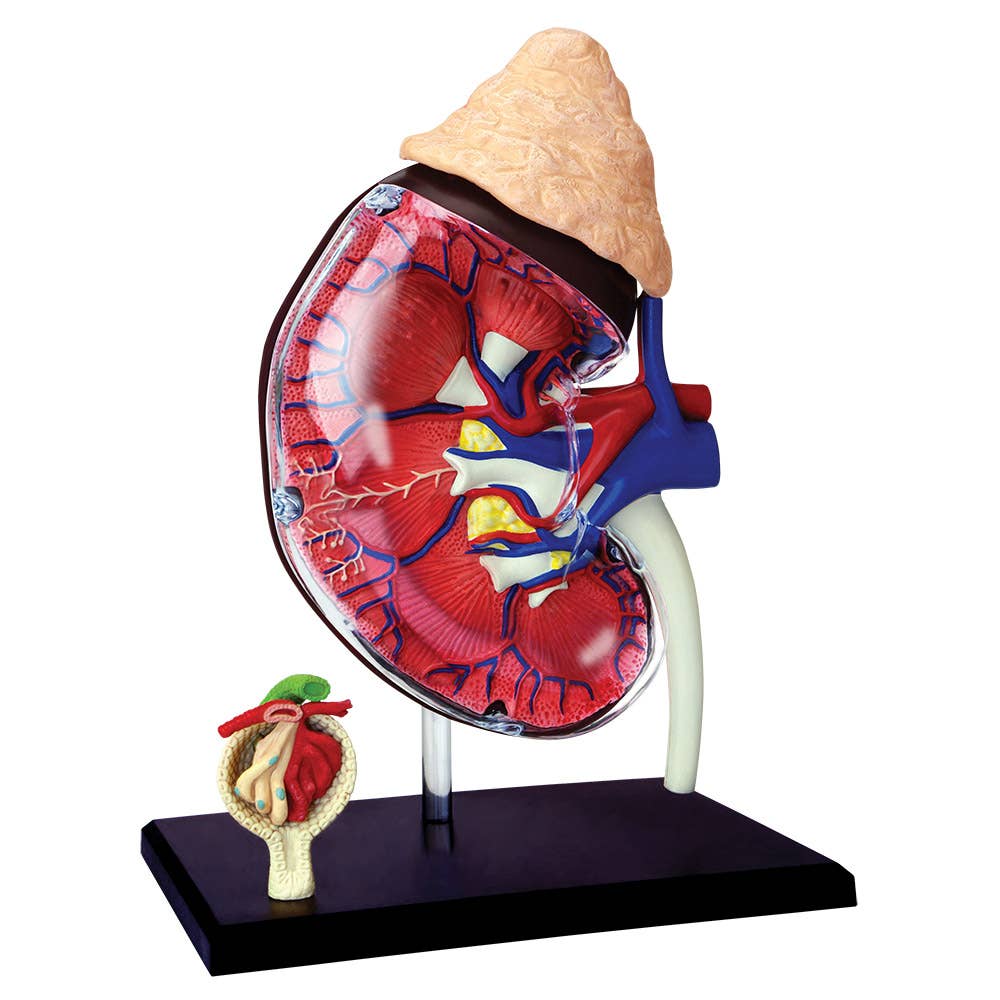 4D Kidney