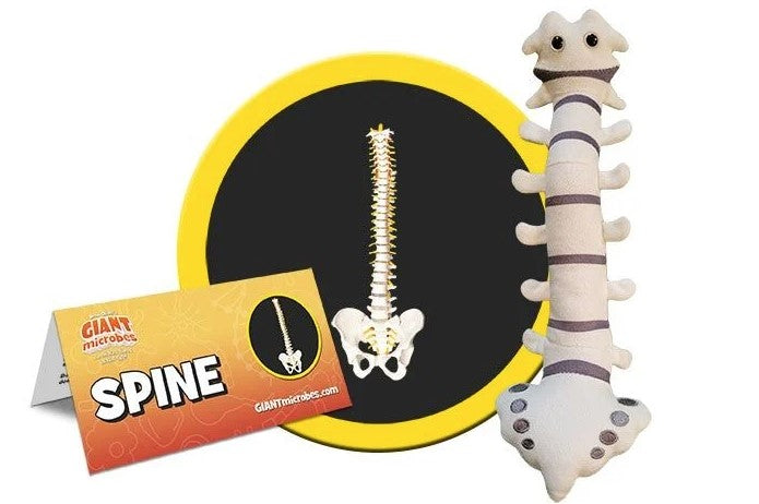 Spine