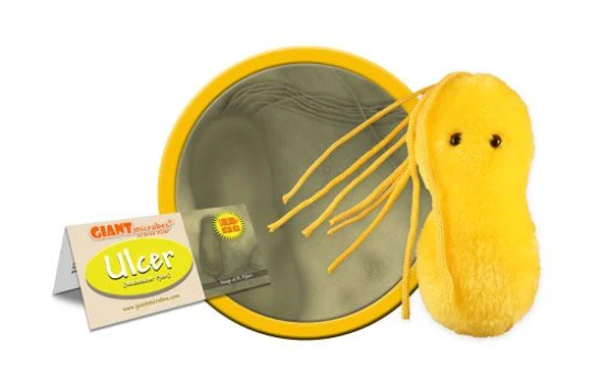 Ulcer (Helicobacter Pylori)