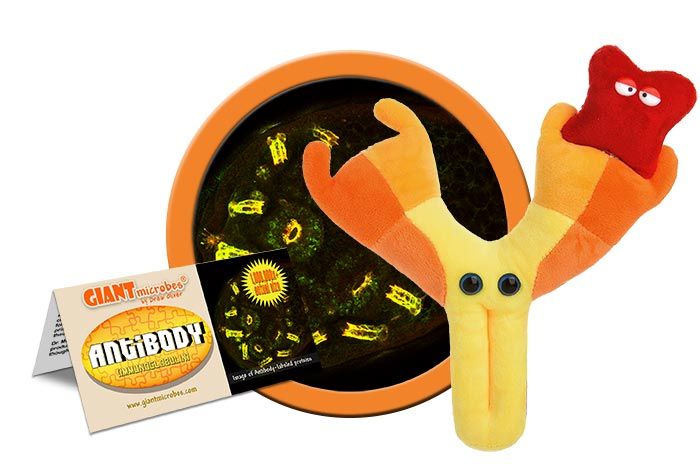 Antibody (Immunoglobulin)