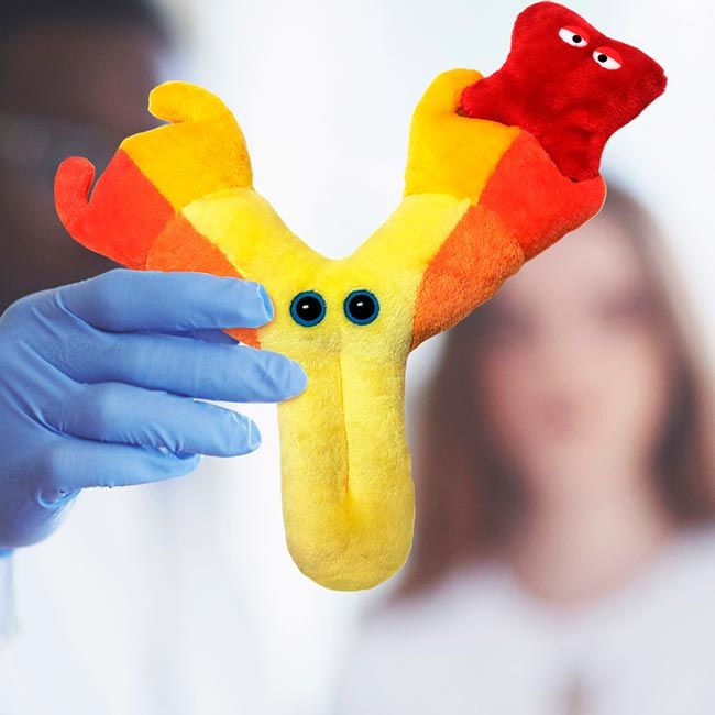 Antibody (Immunoglobulin)