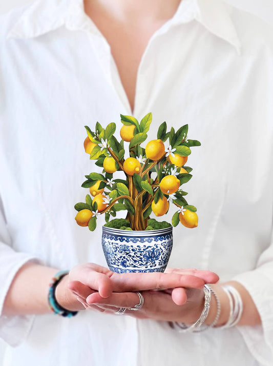 Mini Lemon Blossom Tree