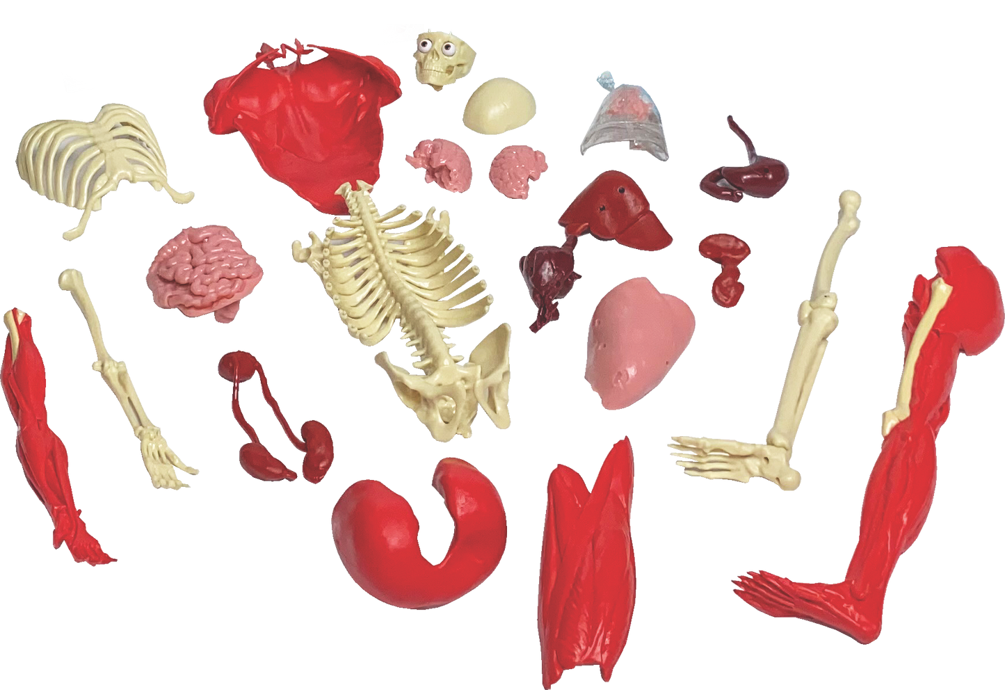 Ultimate Squishy Human Body Lab