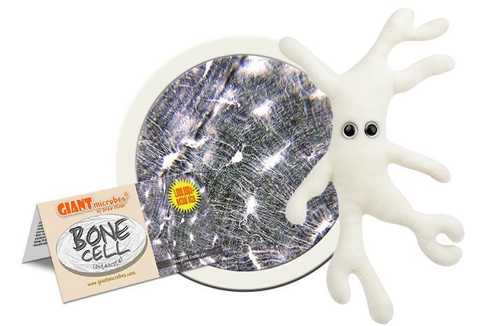 Bone Cell (Osteocyte)