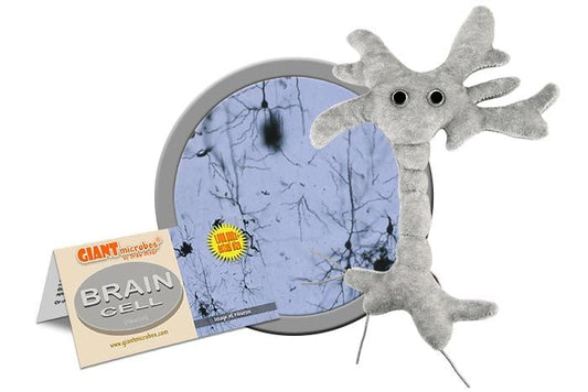 Brain Cell (neuron)