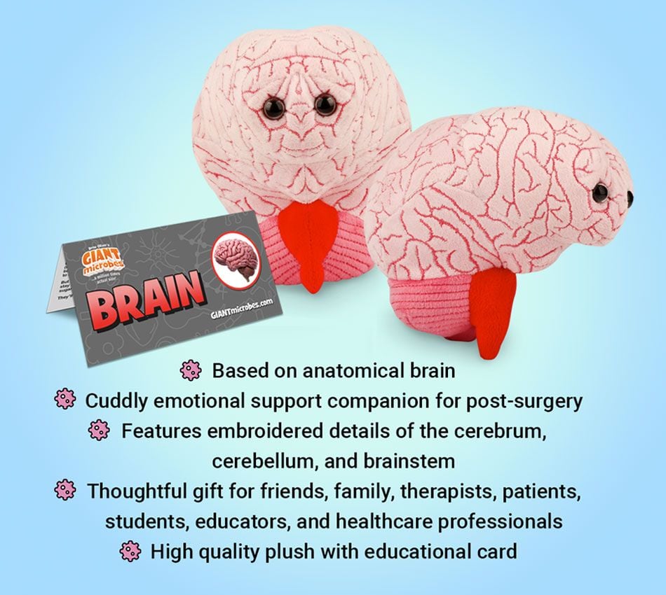 Brain