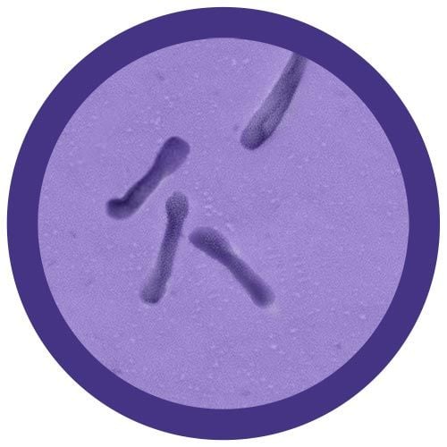 C. Diff (Clostridioides Difficile)