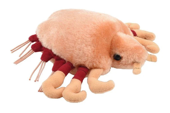Crab Louse