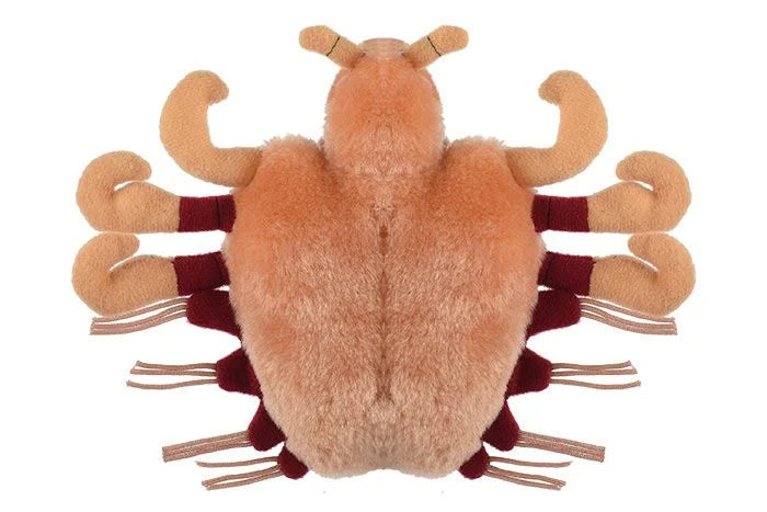 Crab Louse