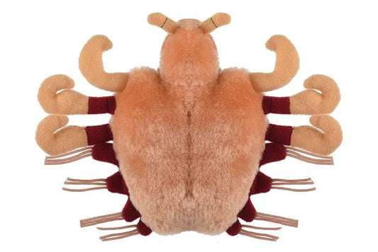 Crab Louse