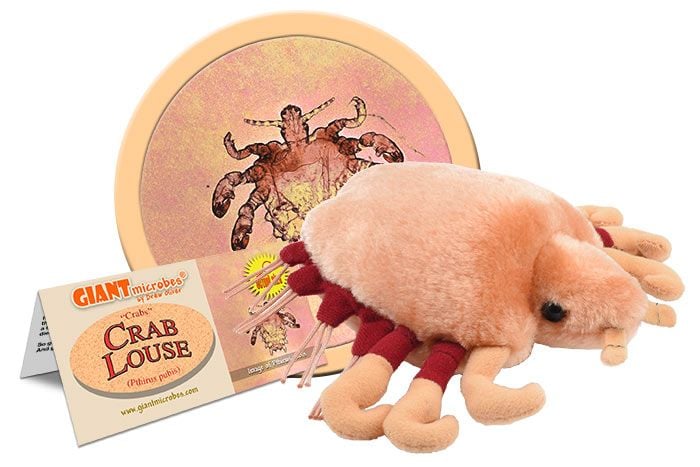 Crab Louse