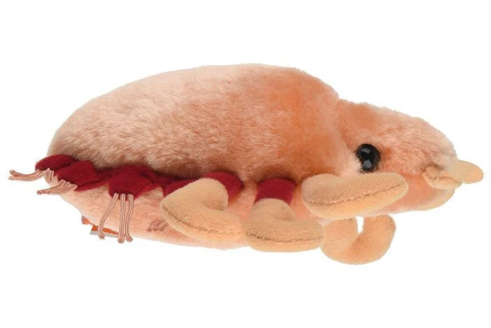 Crab Louse