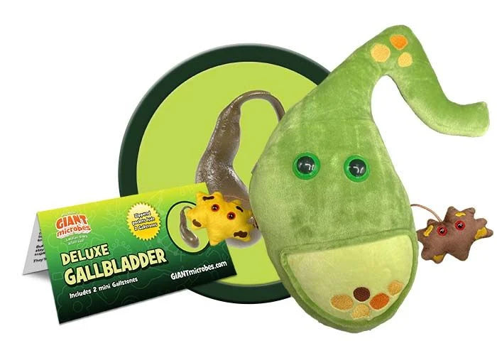 Deluxe Gallbladder with Gallstones