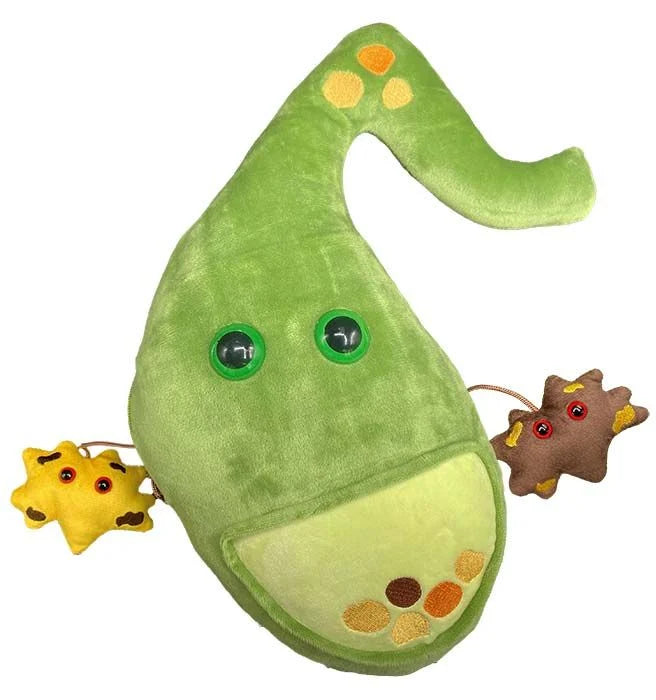 Deluxe Gallbladder with Gallstones