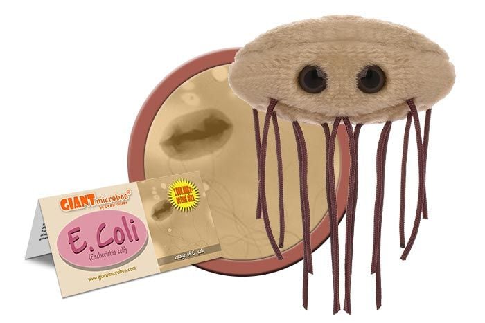 E. coli (Escherichia coli)