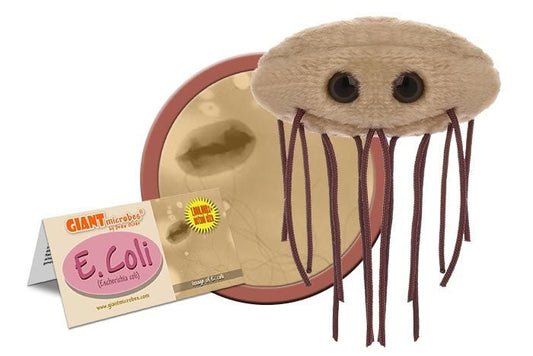 E. coli (Escherichia coli)