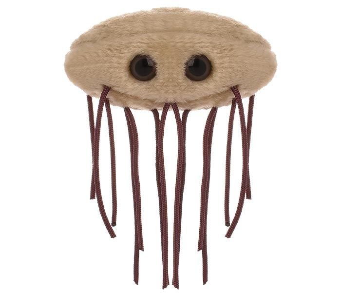 E. coli (Escherichia coli)