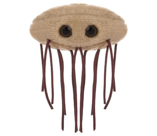 E. coli (Escherichia coli)