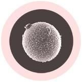 Egg & Sperm