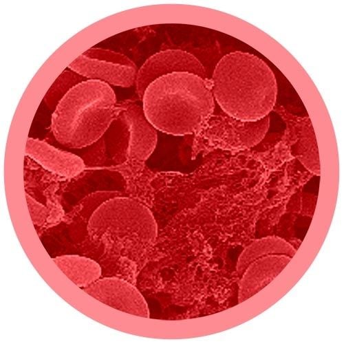 Cells at Work Red Blood Cell