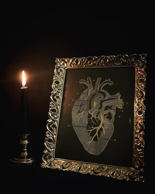 Anatomy prints