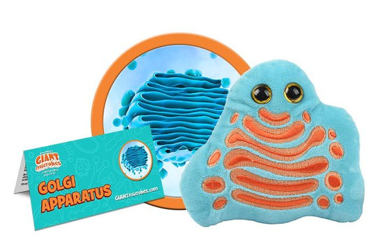 Golgi Apparatus