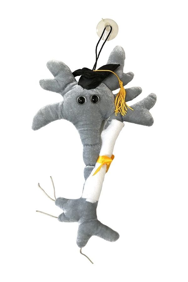 Diploma Brain Cell