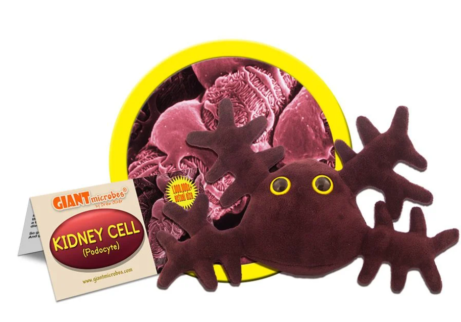 Kidney Cell (Podocyte)