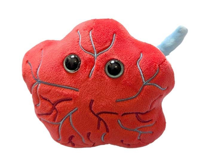 Placenta