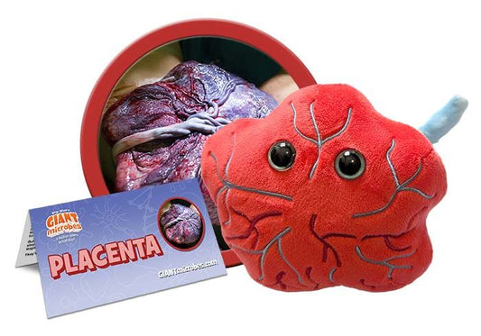 Placenta