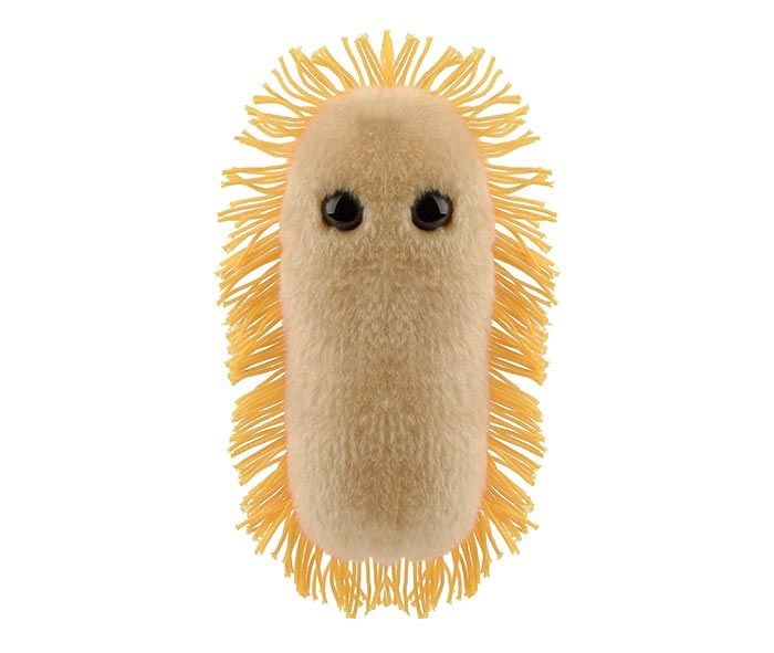Stomach Ache (Shigella)
