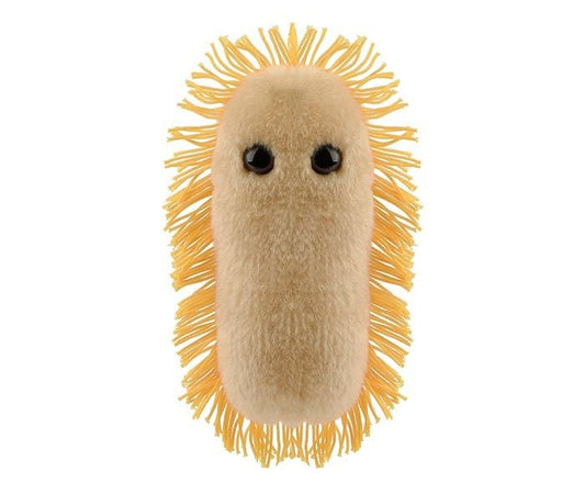 Stomach Ache (Shigella)