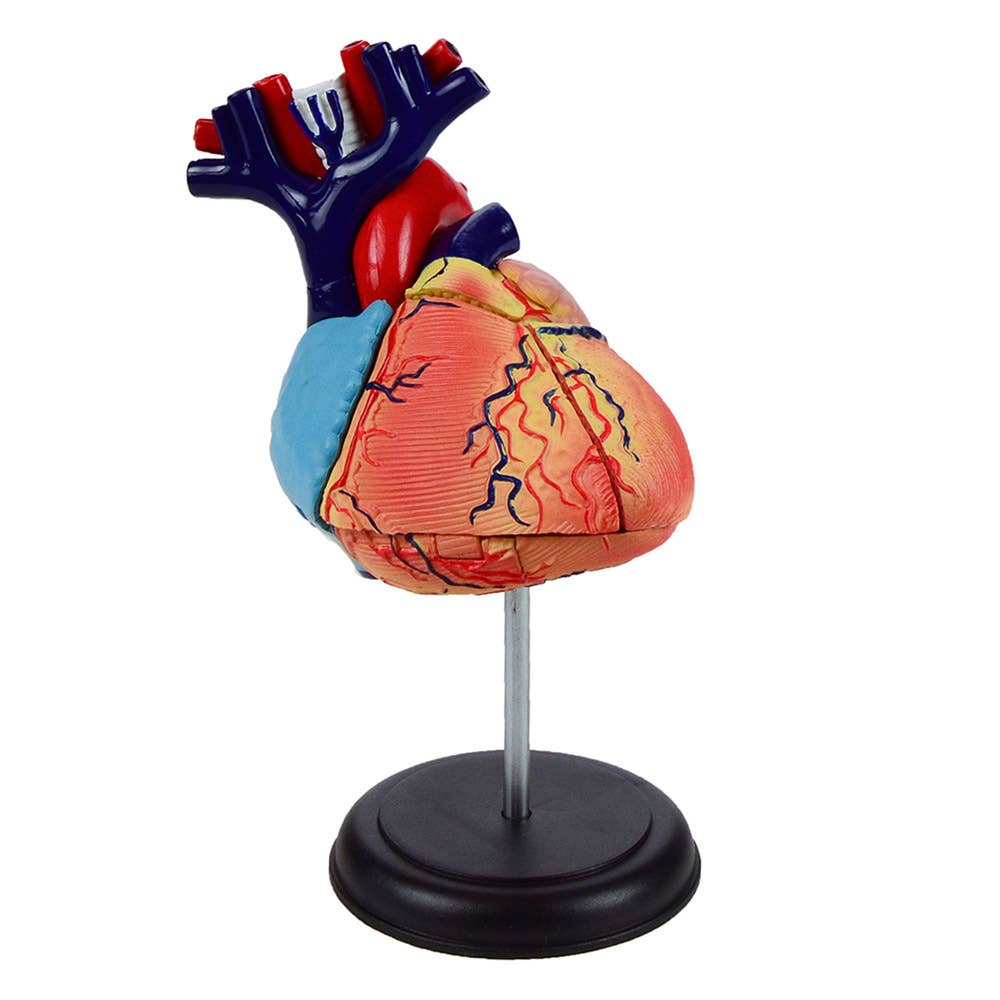 4D Heart Anatomy Model