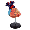 4D Heart Anatomy Model