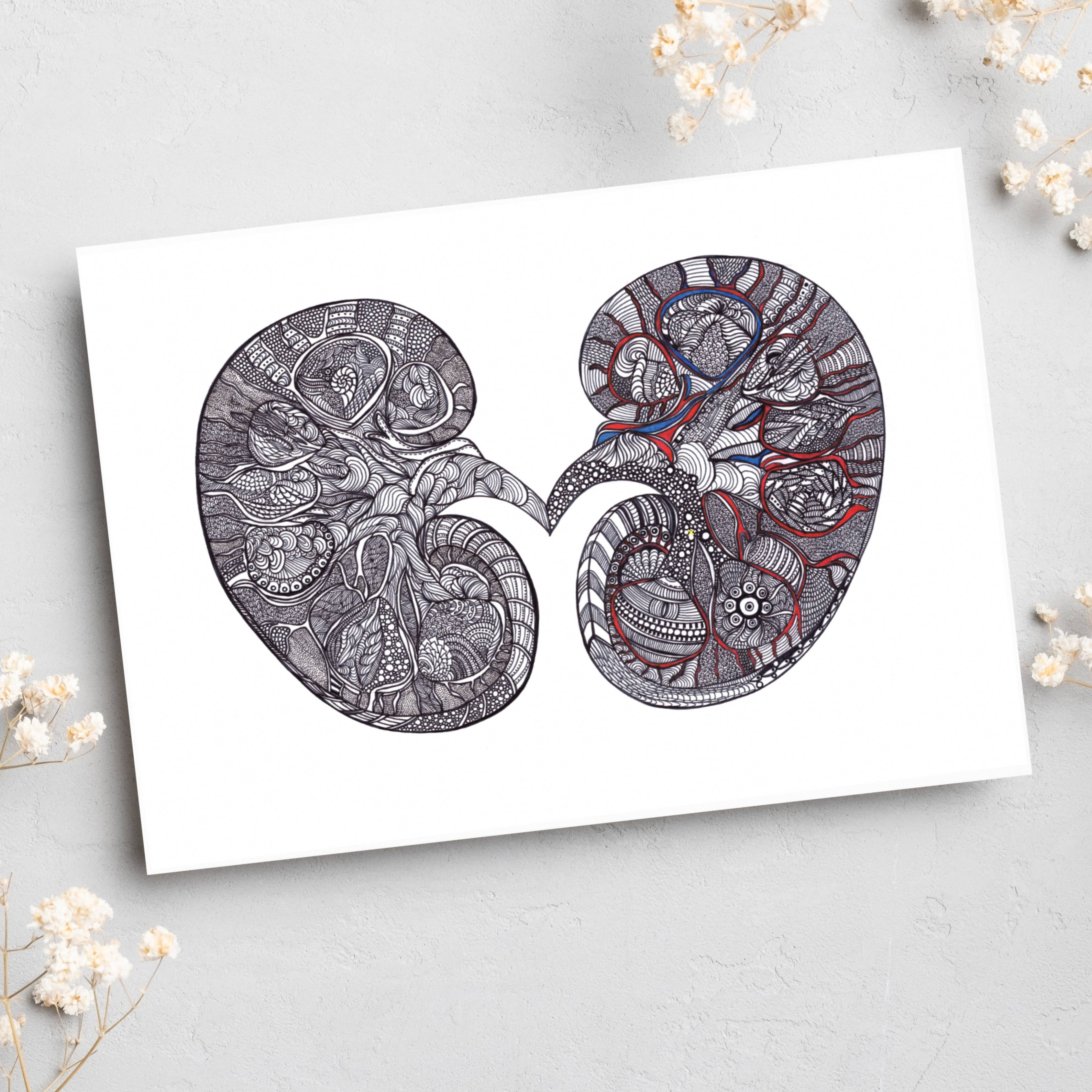 Kidney - Simple Anatomy (#8012)