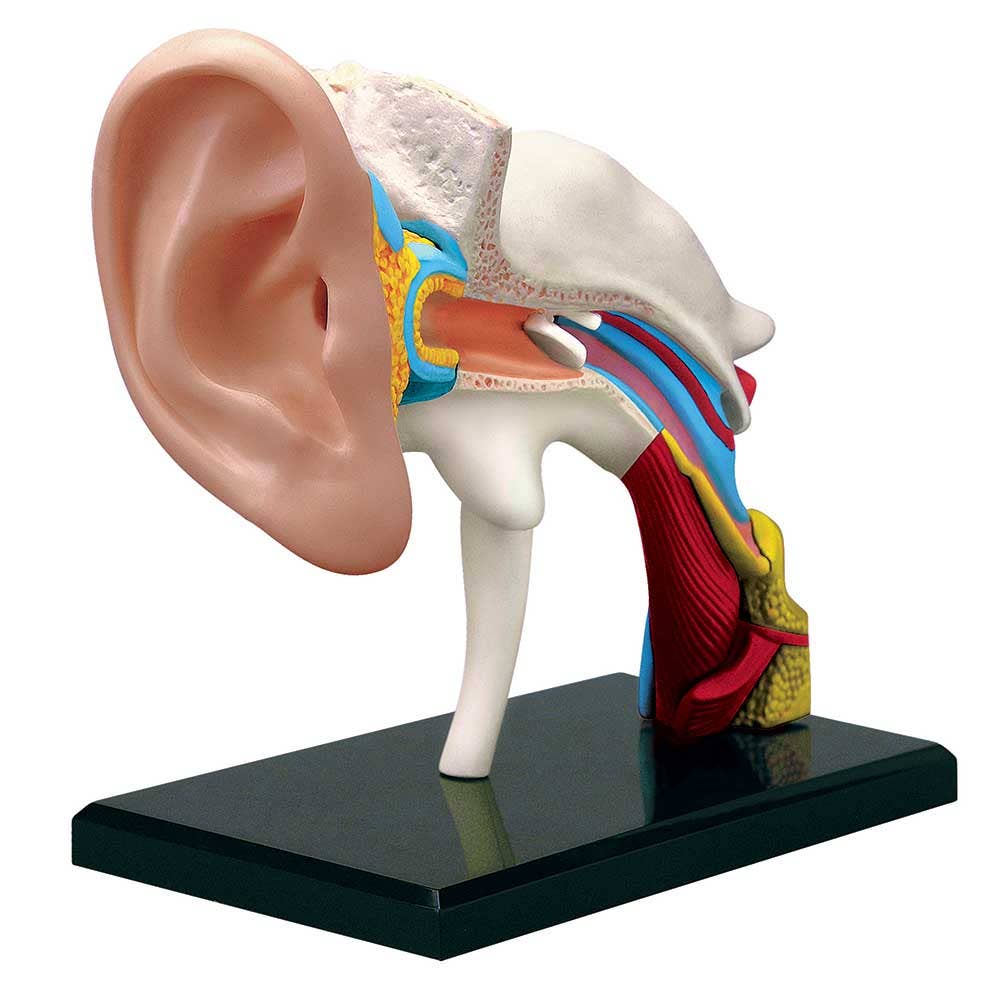 4D Human Ear