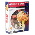 4D Human Brain
