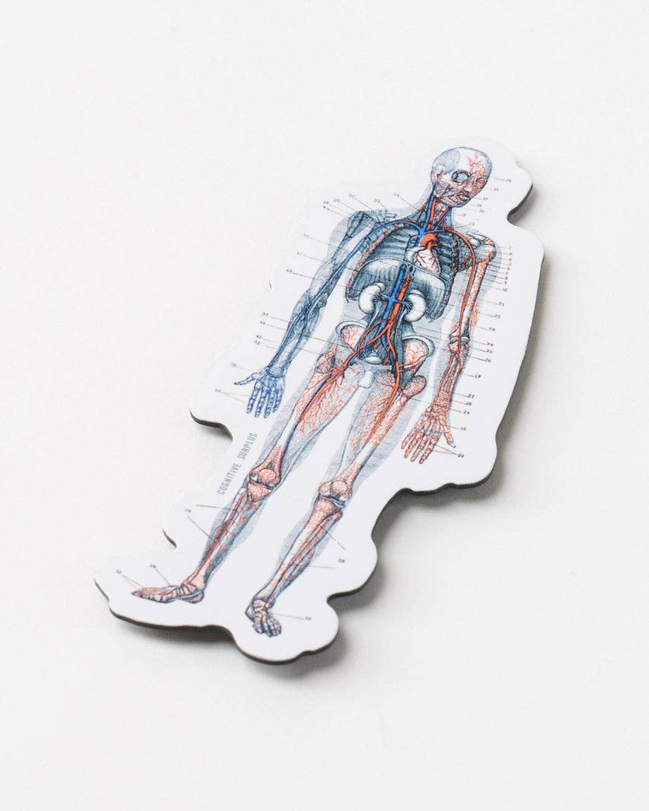 Anatomy Magnet