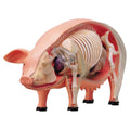 4D Pig Anatomy Model