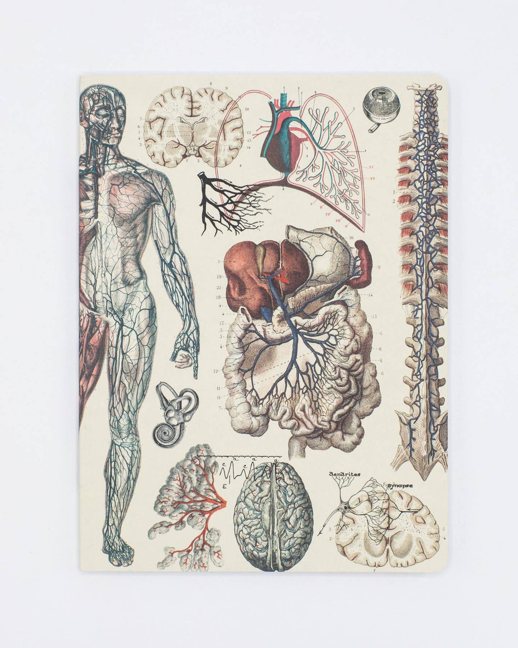 Anatomy: Vascular Softcover Notebook - Lined Pages