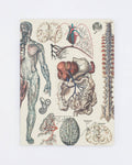 Anatomy: Vascular Softcover Notebook - Lined Pages