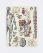 Anatomy: Vascular Softcover Notebook - Lined Pages