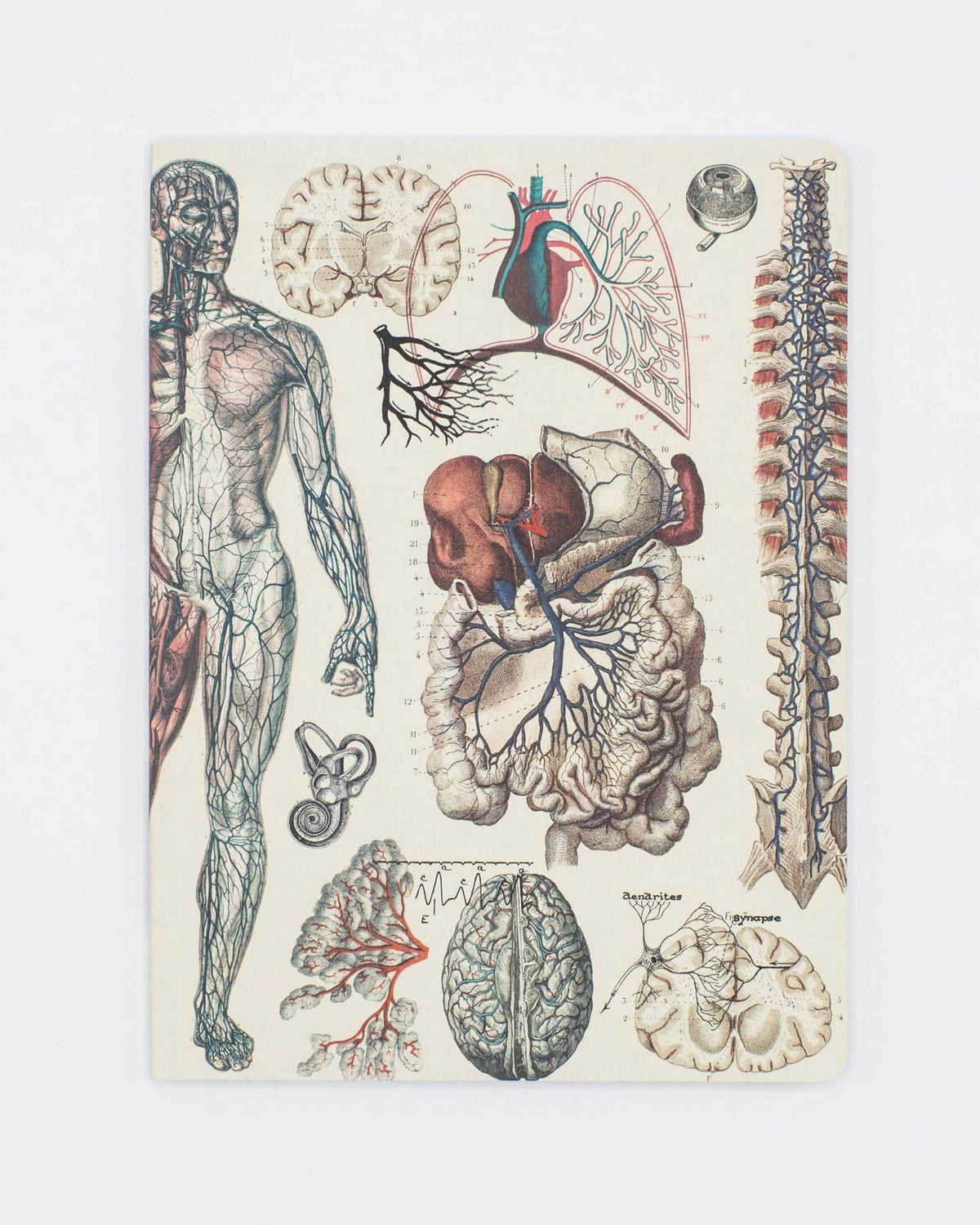 Anatomy: Vascular Softcover Notebook - Lined Pages