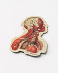 Head Anatomy Magnet